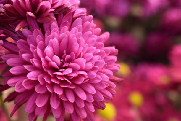 istock Chrysanthemum - mums or chrysanths pink flower with blurry background 1199930832