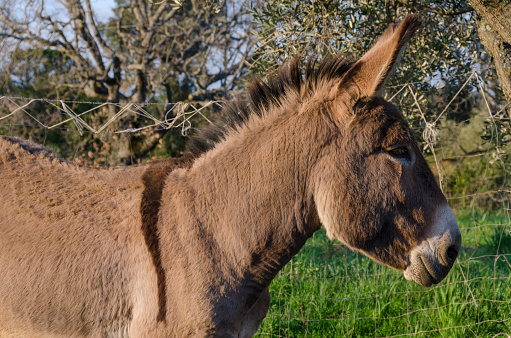 Crusader donkey from Amiata on a meadow in a tuscany farm