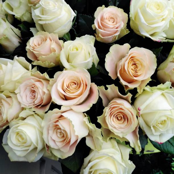 istock Bunch of roses 1199932535