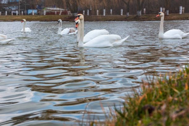 istock Many swans, white and young 1199932579