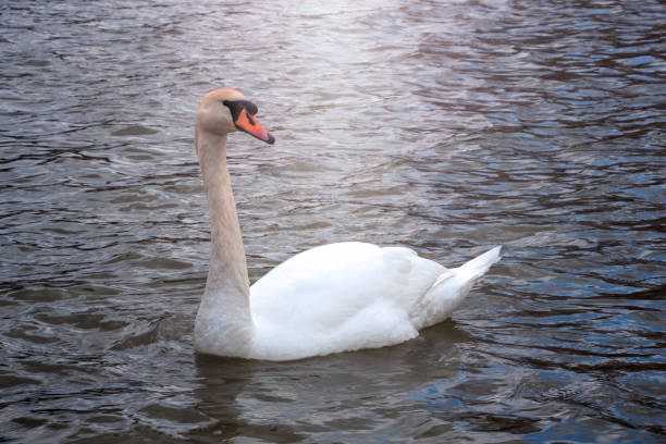 istock Many swans, white and young 1199932612
