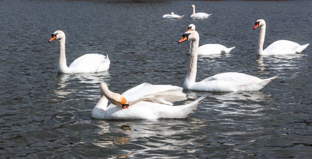 istock Many swans, white and young 1199932639