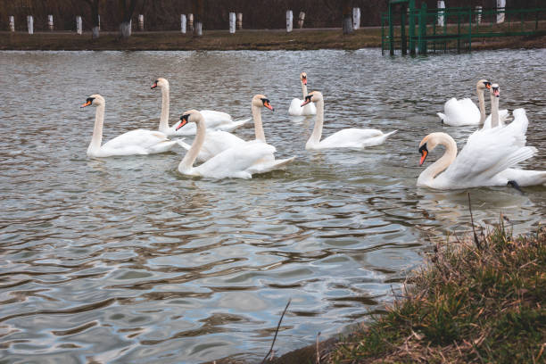 istock Many swans, white and young 1199932801
