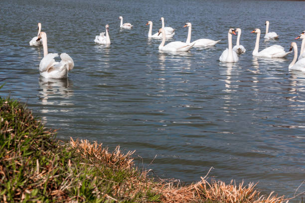 istock Many swans, white and young 1199932865