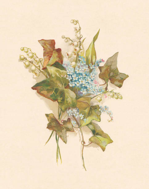 illustrations, cliparts, dessins animés et icônes de arrangement floral, chromolithographe, publié en 1899 - myosotis sylvatica