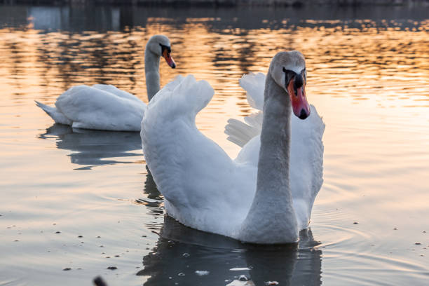 istock Many swans, white and young 1199932917