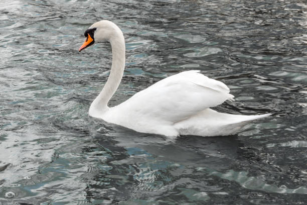 istock Many swans, white and young 1199935236
