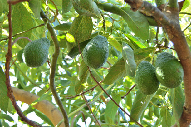 istock Fresh hass avocados in branch in a avocado tree 1199935777