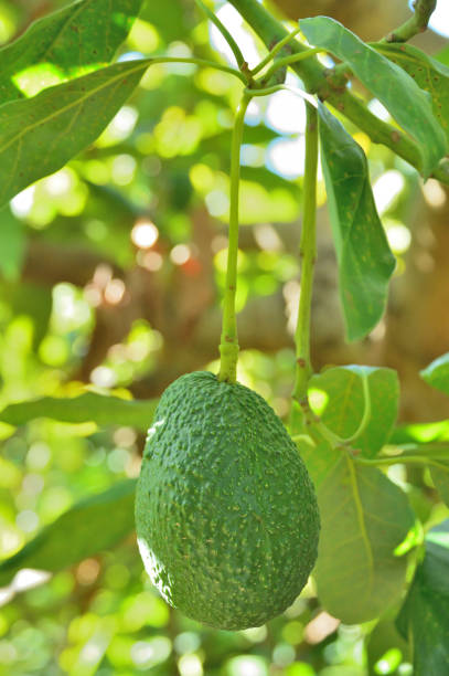 istock Hass avocados fruit hanging in a avocado tree 1199936008