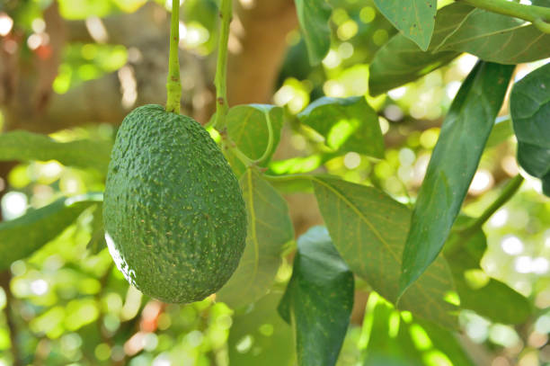 istock Avocado hass fruit tropical hanging in a avocado tree 1199936870