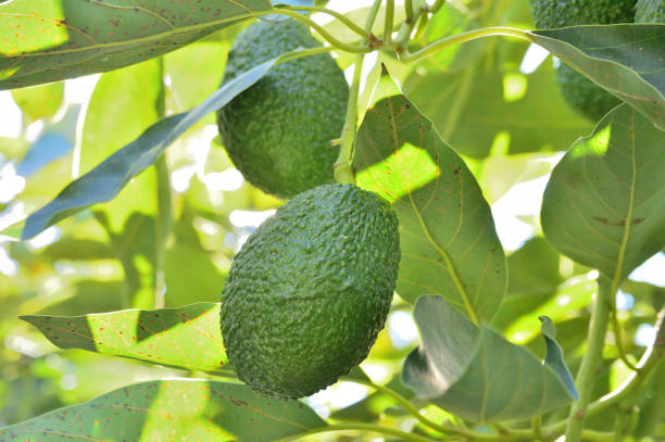 istock Hass avocados in avocado tree 1199939765