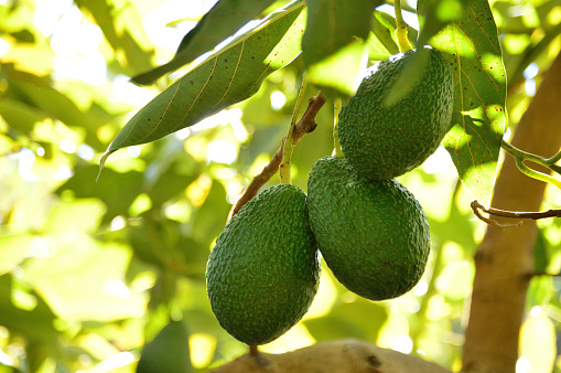 Avocados hass fruit in branch in a avocado tree
