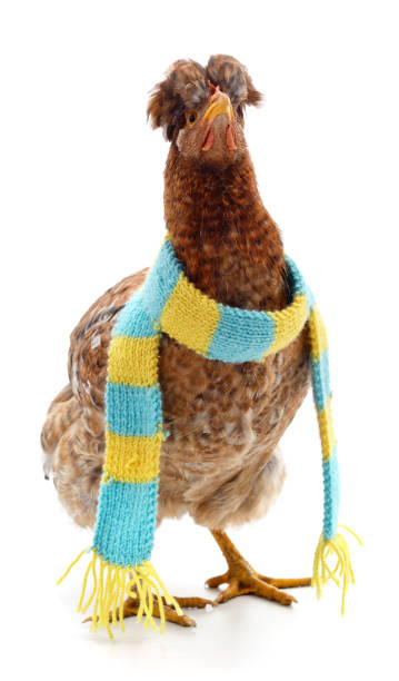 istock Chicken in a scarf. 1199942186