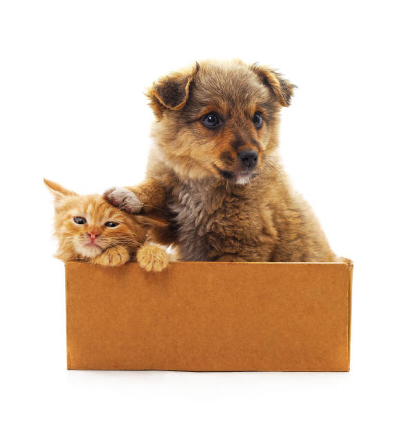 istock Kitten and puppy in a box. 1199942187