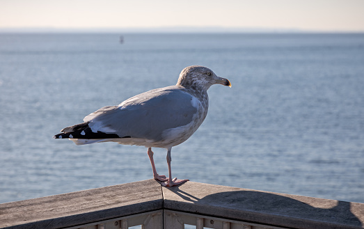 Sea gull on a sunny pier
