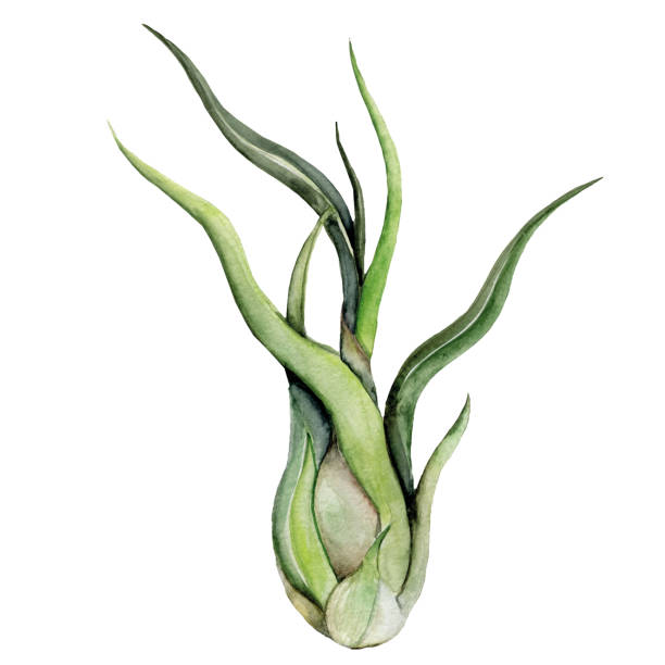Air-plant illustration on white background. Watercolor tillandsia Print summer exotic jungle plant tropical. Air-plant illustration on white background. Watercolor tillandsia green botanic plant. air plant stock illustrations