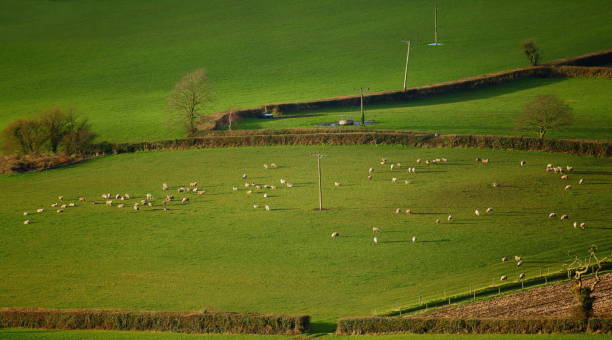 istock Flock of sheep 1199943167