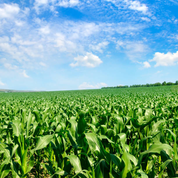 istock Green corn field and blue sky. Agricultural landscape. 1199944363