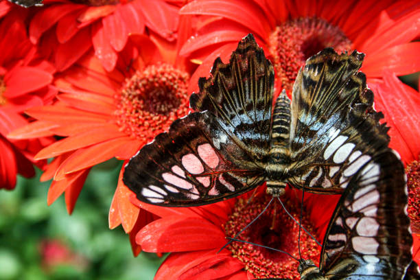 istock two butterflies with open wings sit on red gerbera blossoms 1199948738