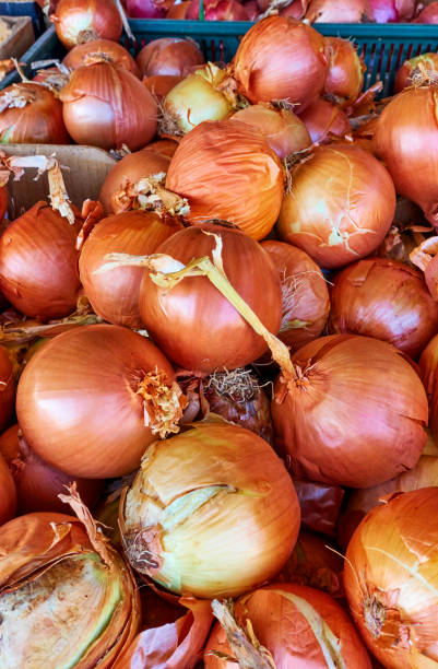 istock Onion at the market 1199949015