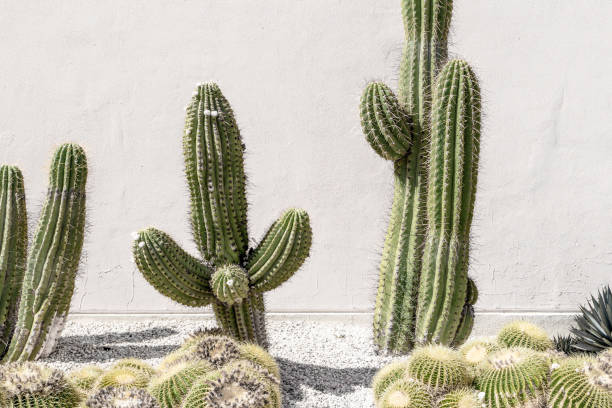 istock Cactus plant. Creative, minimal, styled concept for bloggers. 1199951037