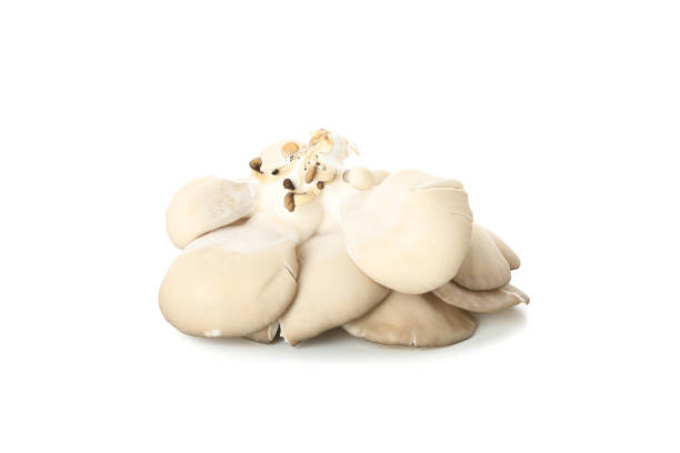 istock Fresh oyster mushrooms isolated on white background 1199951151