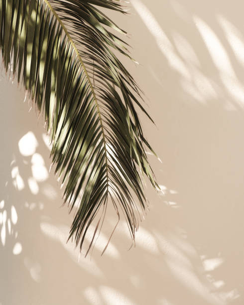 istock Palm leaf beautiful shadows on the wall. Creative, minimal, styled concept for bloggers. 1199951255