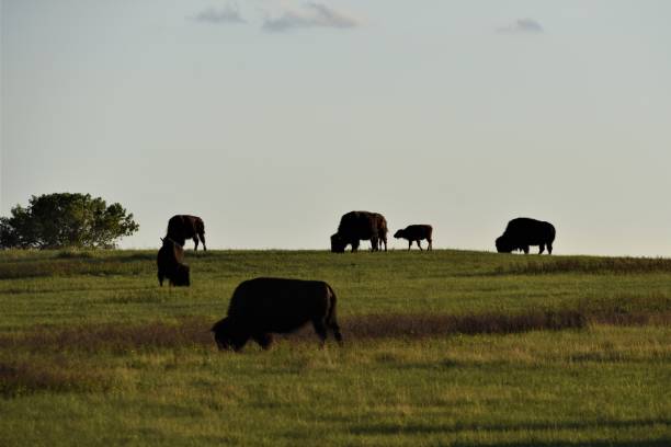 istock Herd of American Bison Grazing 1199951988