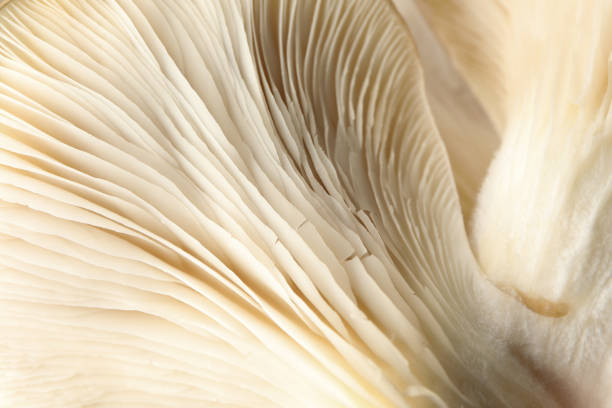 istock Raw fresh oyster mushrooms textured background, macro 1199952245