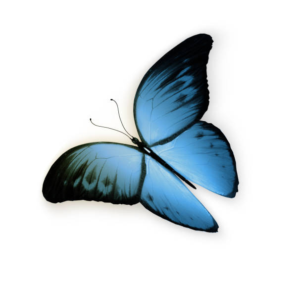 istock Color butterfly , isolated on white background 1199952357