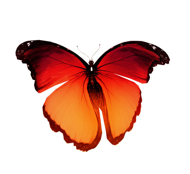 istock Color butterfly , isolated on white background 1199952381