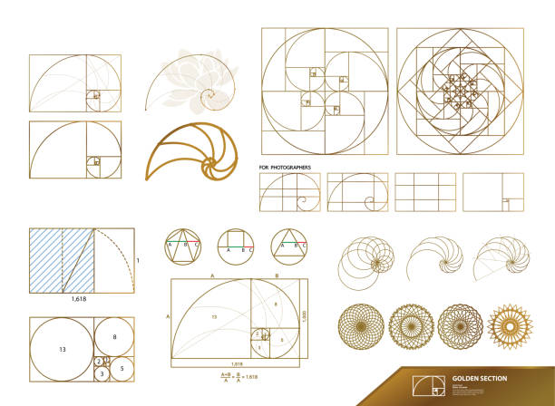 창조적 인 디자인 벡터 일러스트레이션을위한 황금 비율. - spiral stock illustrations