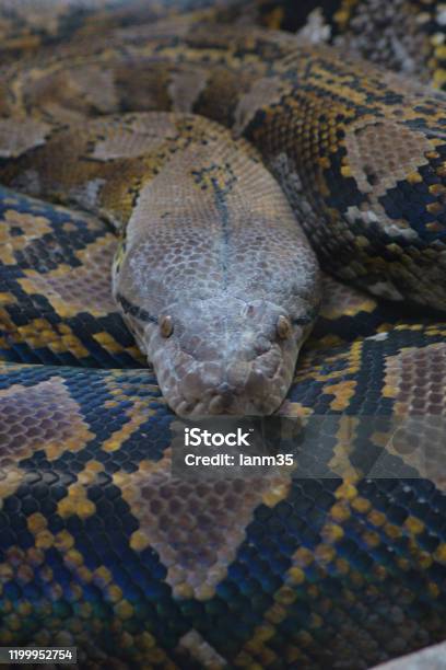 Toffee Riticulated Python Snake Reticulated Python Snake In A Terrarium Python Reticulatus Stock Photo ...