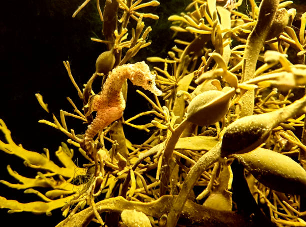seahorse (Hippocampus) swimming