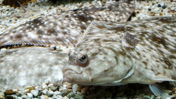 Flounder fish. Isolated on a white background