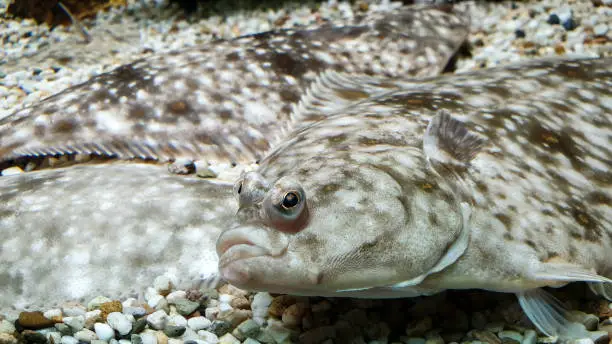 Three young flounder fish camouflage themselves by imitating the colors of the sea floor.