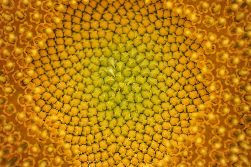 Мacro photo of blossoming sunflower.
