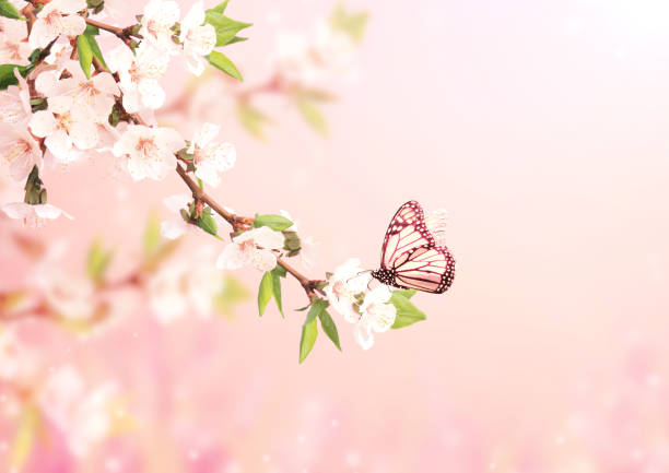 Beautiful magic spring scene with cherry flowers and butterfly
