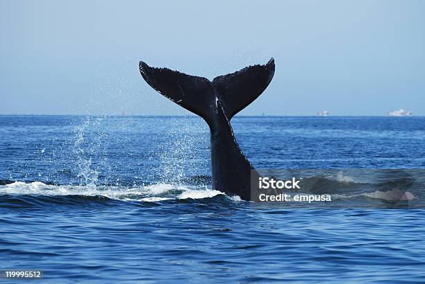 Photo libre de droit de Baleine À Bosse Megaptera Novaeangliae En Namibie banque d'images et plus d'images libres de droit de Afrique