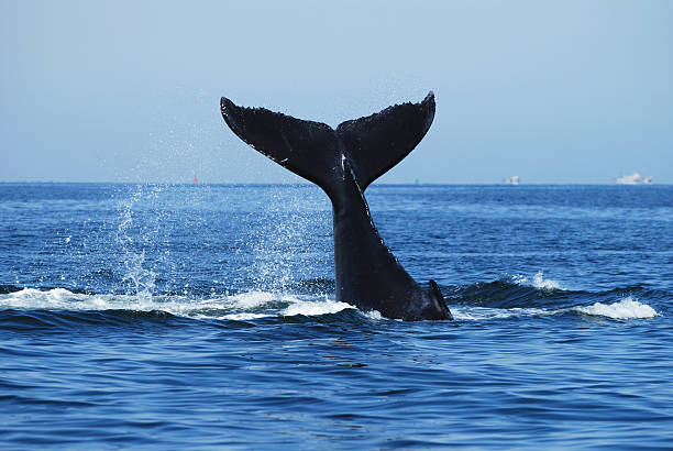 istock Humpback Whale, Megaptera novaeangliae, Namibia 119995512