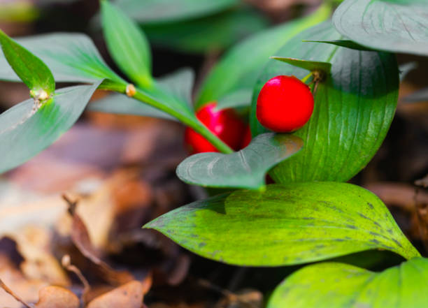 istock Beautiful evergreen bush with small red fruit on it 1199955278