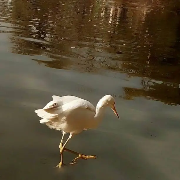 A White Bird Fishing into the Lake