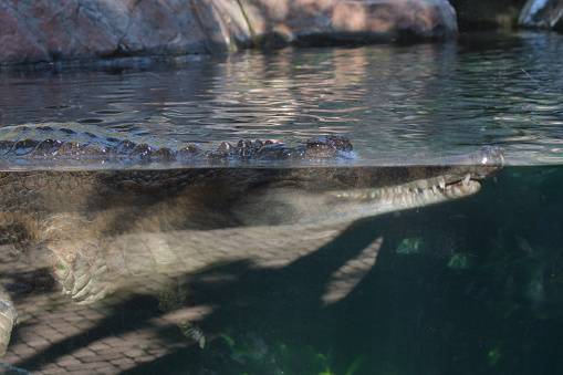 False gharial or Tomistoma half submerged - Tomistoma schlegelii