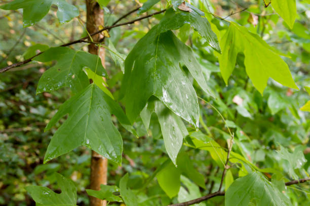 istock liriodendron tulipifera or tulip tree green leaves 1199956232