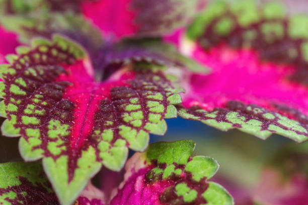 Detail of coleus variegated leaves Detail of coleus blumei or painted nettle leaves coleus plant plectranthus scutellarioides close up stock pictures, royalty-free photos & images