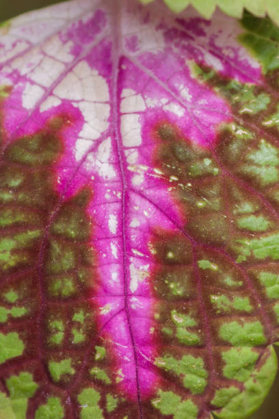 Detail of coleus variegated leaf Detail of coleus blumei or painted nettle leaves coleus plant plectranthus scutellarioides close up stock pictures, royalty-free photos & images