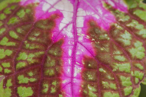 Coleus variegated leaf close up Detail of coleus blumei or painted nettle leaves coleus plant plectranthus scutellarioides close up stock pictures, royalty-free photos & images