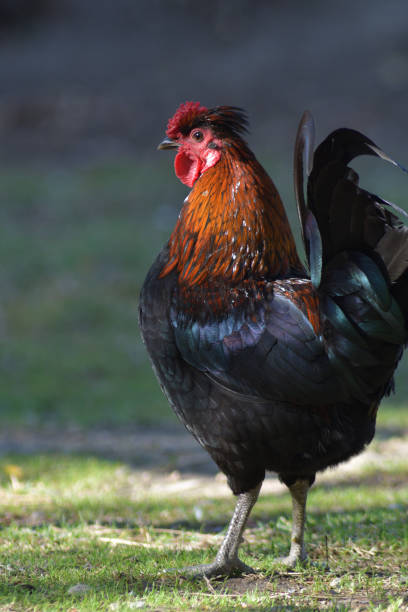 istock Rooster with red crest in a park 1199956304