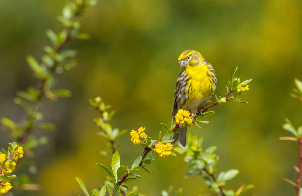 European Serin (Serinus serinus) European Serin (Serinus serinus) is a song bird. serin stock pictures, royalty-free photos & images