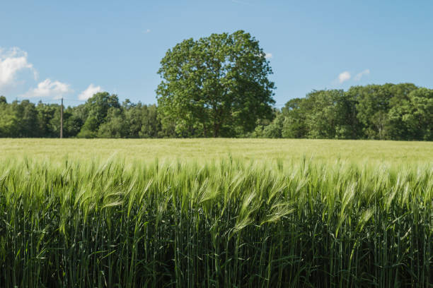 champs d'orge verte dans la campagne belge - barley grass photos photos et images de collection